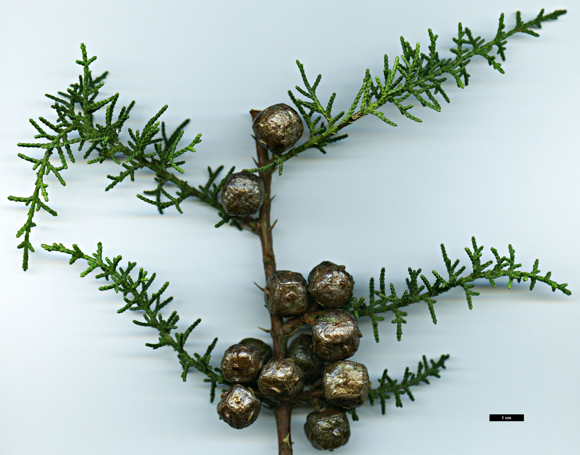 High resolution image: Family: Cupressaceae - Genus: Cupressus - Taxon: goveniana - SpeciesSub: var. goveniana